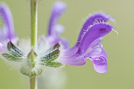 Salvia lanigera