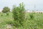 Artemisia scoparia