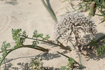 Anisosciadium lanatum