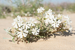 Silene villosa