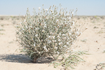 Farsetia aegyptia
