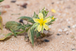 Helianthemum ledifolium