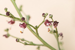 Scrophularia deserti