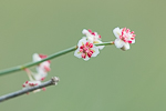 Calligonum comosum