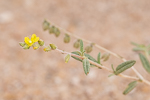Helianthemum lippii