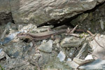 Podarcis muralis
