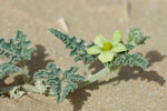 Citrullus colocynthis