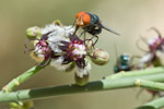 Periploca aphylla