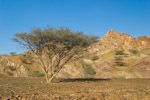 Acacia tortilis