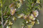 Pteropyrum scoparium