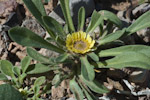 Asteriscus hierochunticus