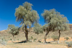 Prosopis cineraria