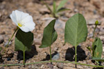 Convolvulus arvensis