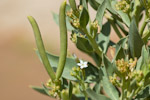 Rhazya stricta