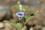 Anticharis glandulosa