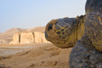 green turtle