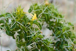 Barleria samhanensis