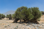 Amygdalus arabica