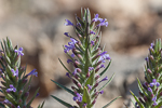 Lallemantia royleana