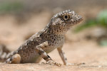 pristurus carteri