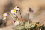 Viola cineria