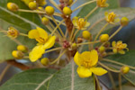 Acridocarpus orientalis