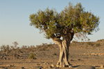 Olea europaea
