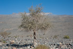 Maerua crassifolia