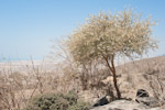 Acacia senegal