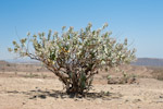 Calotropis procera