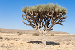 Dracaena serrulata