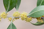Sideroxylon mascatense