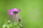 Geranium mascatense
