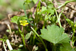 Ranunculus muricatus