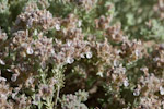 Teucrium mascatense