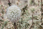 Echinops spinisissimus
