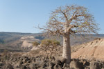Adansonia digitata
