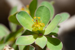 Euphorbia balsamifera