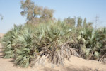 Nanorrhops ritchieana