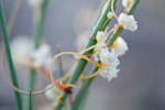 Cuscuta planiflora
