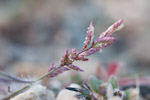 Eragrostis cilianensis