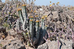 Euphorbia cactus