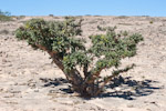 Boswellia sacra