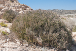 Euphorbia masirahensis