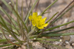 Koelpinia linearis