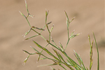 Cutandia memphitica