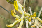 Astragalus sieberi