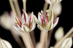 allium sin
