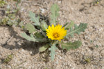 Reichardia tingitana
