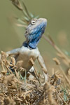 b-t agamid
